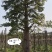 大腹木棉树苗南北适宜种植易生长酒瓶形状基地种植户外品种