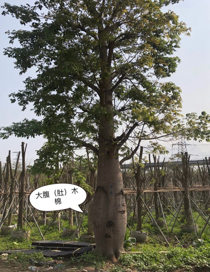 大腹木棉树苗南北适宜种植易生长酒瓶形状基地种植户外品种