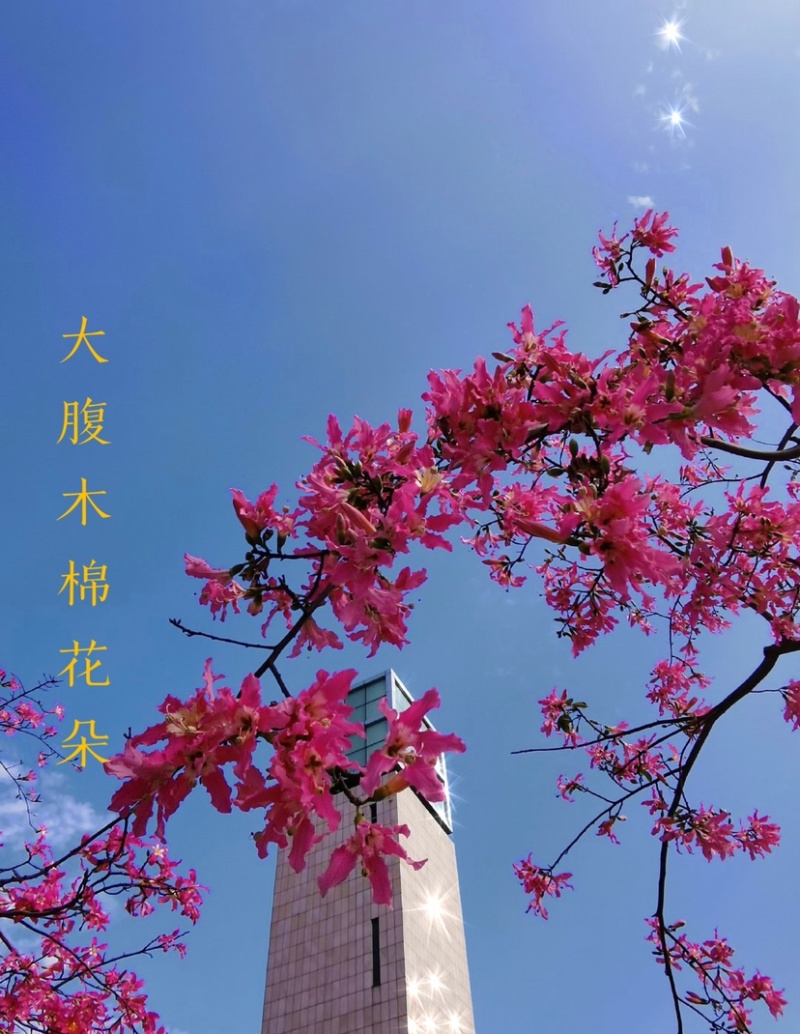 大腹木棉树苗南北适宜种植易生长酒瓶形状基地种植户外品种