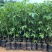 大腹木棉树苗南北适宜种植易生长酒瓶形状基地种植户外品种