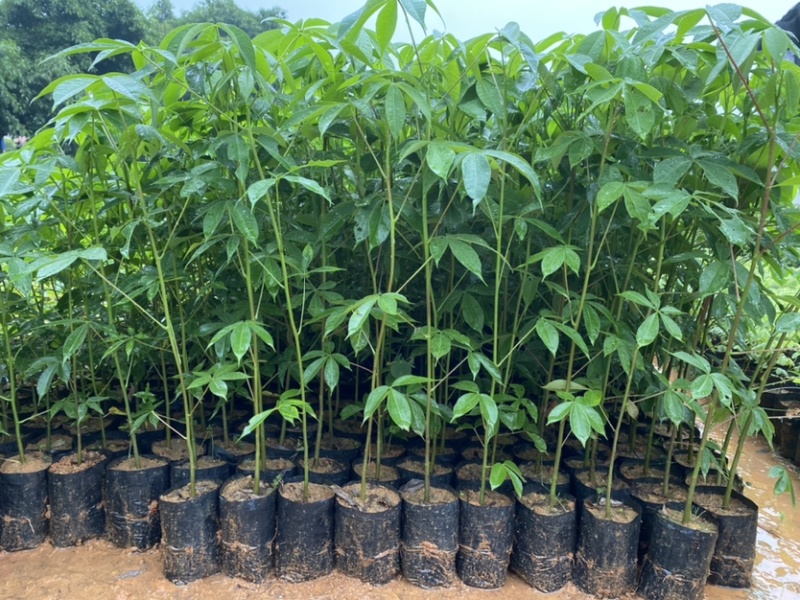 大腹木棉树苗南北适宜种植易生长酒瓶形状基地种植户外品种