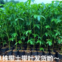 大腹木棉树苗南北适宜种植易生长酒瓶形状基地种植户外品种