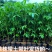 大腹木棉树苗南北适宜种植易生长酒瓶形状基地种植户外品种