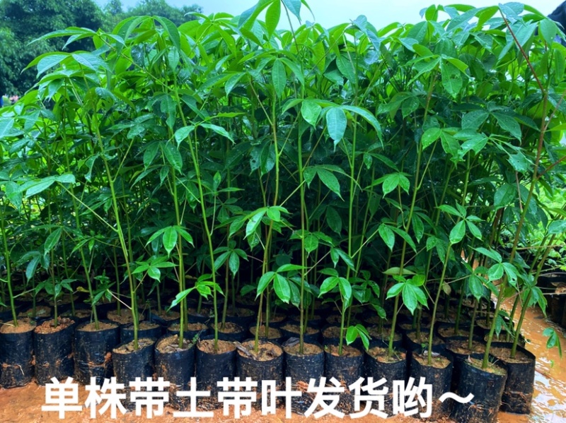 大腹木棉树苗南北适宜种植易生长酒瓶形状基地种植户外品种