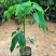 大腹木棉树苗南北适宜种植易生长酒瓶形状基地种植户外品种