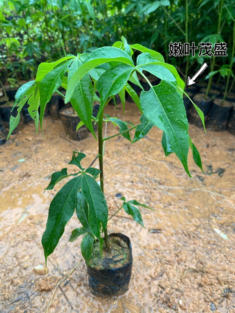大腹木棉树苗南北适宜种植易生长酒瓶形状基地种植户外品种