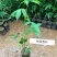 大腹木棉树苗南北适宜种植易生长酒瓶形状基地种植户外品种
