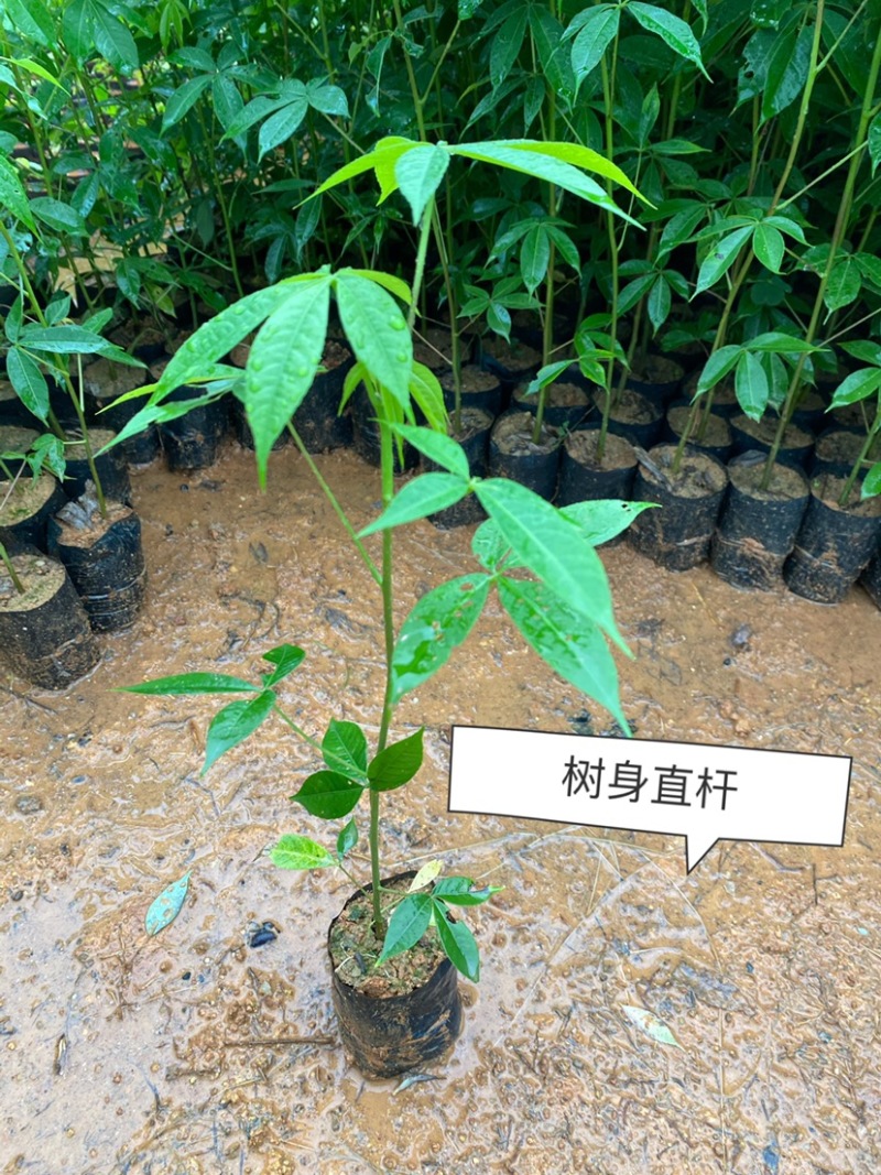 大腹木棉树苗南北适宜种植易生长酒瓶形状基地种植户外品种