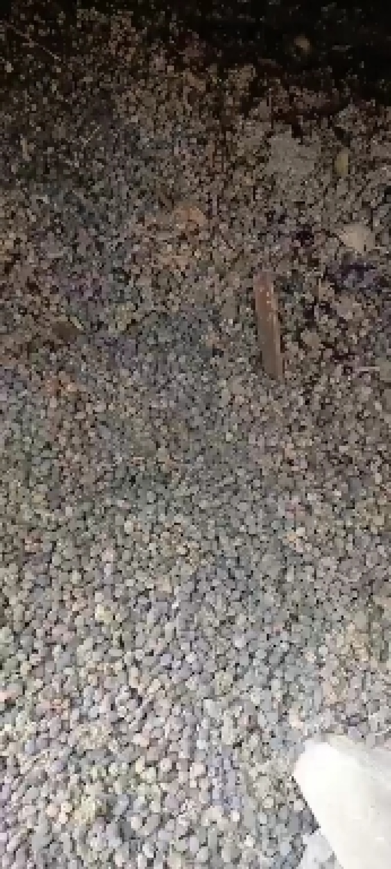 大包羊粪纯羊粪纯干羊粪发货要的可以联系我就行