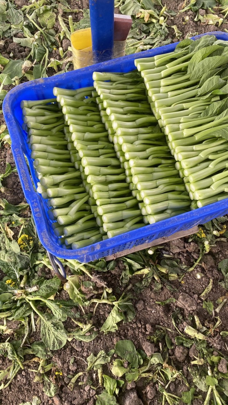 上海菜苔菜心，基地直供，常年有货，中花芥蓝，一手货源