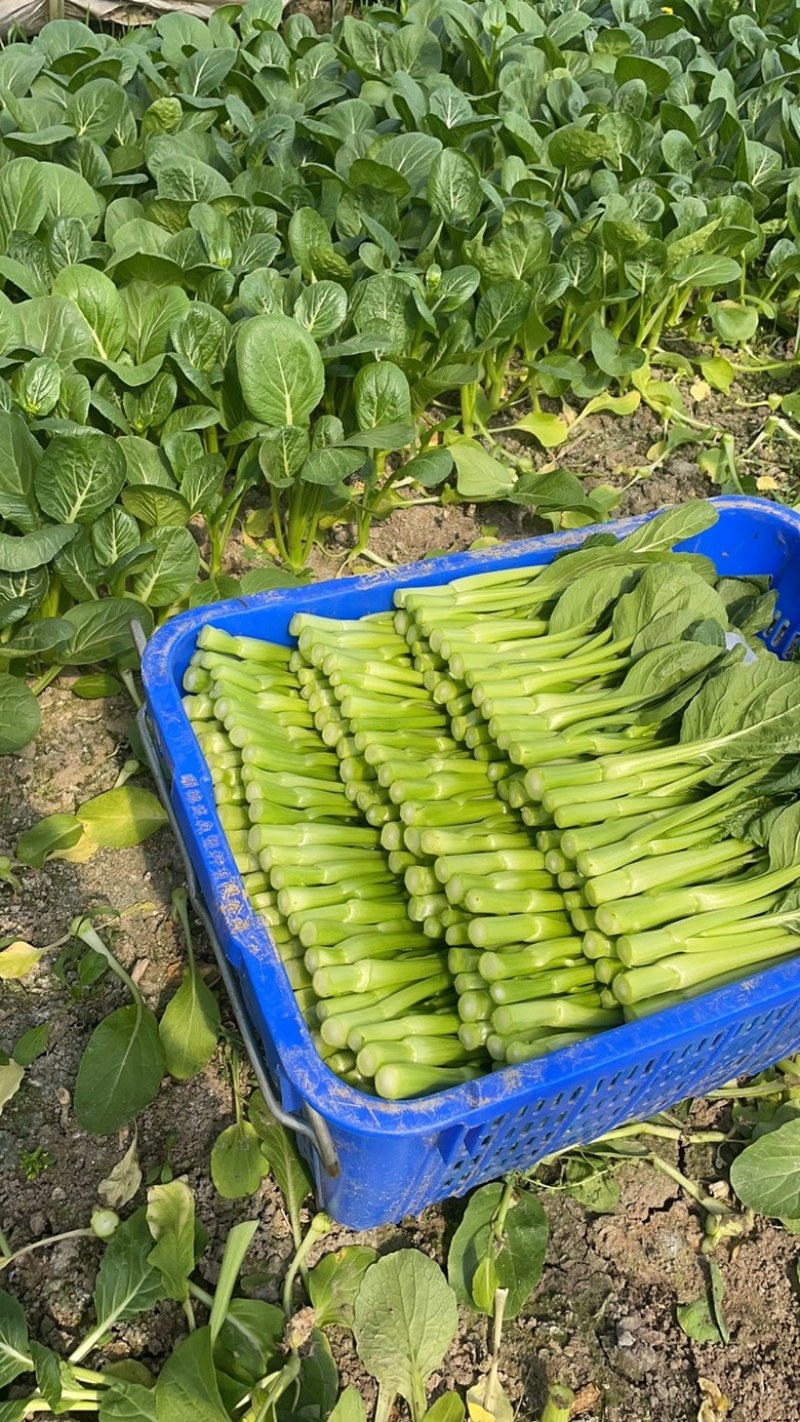 上海菜苔菜心，基地直供，常年有货，中花芥蓝，一手货源