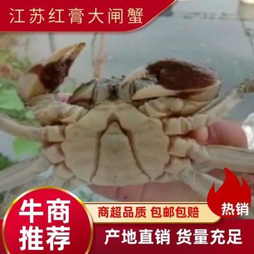 江苏红膏大闸蟹，螃蟹品种齐全，大量有货50斤起批。