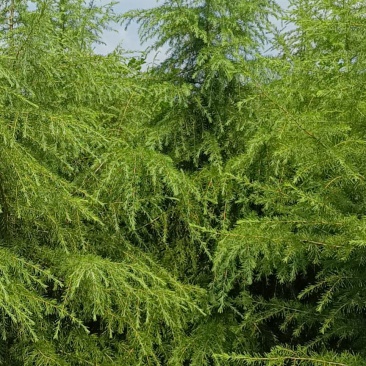 绿化工程苗木