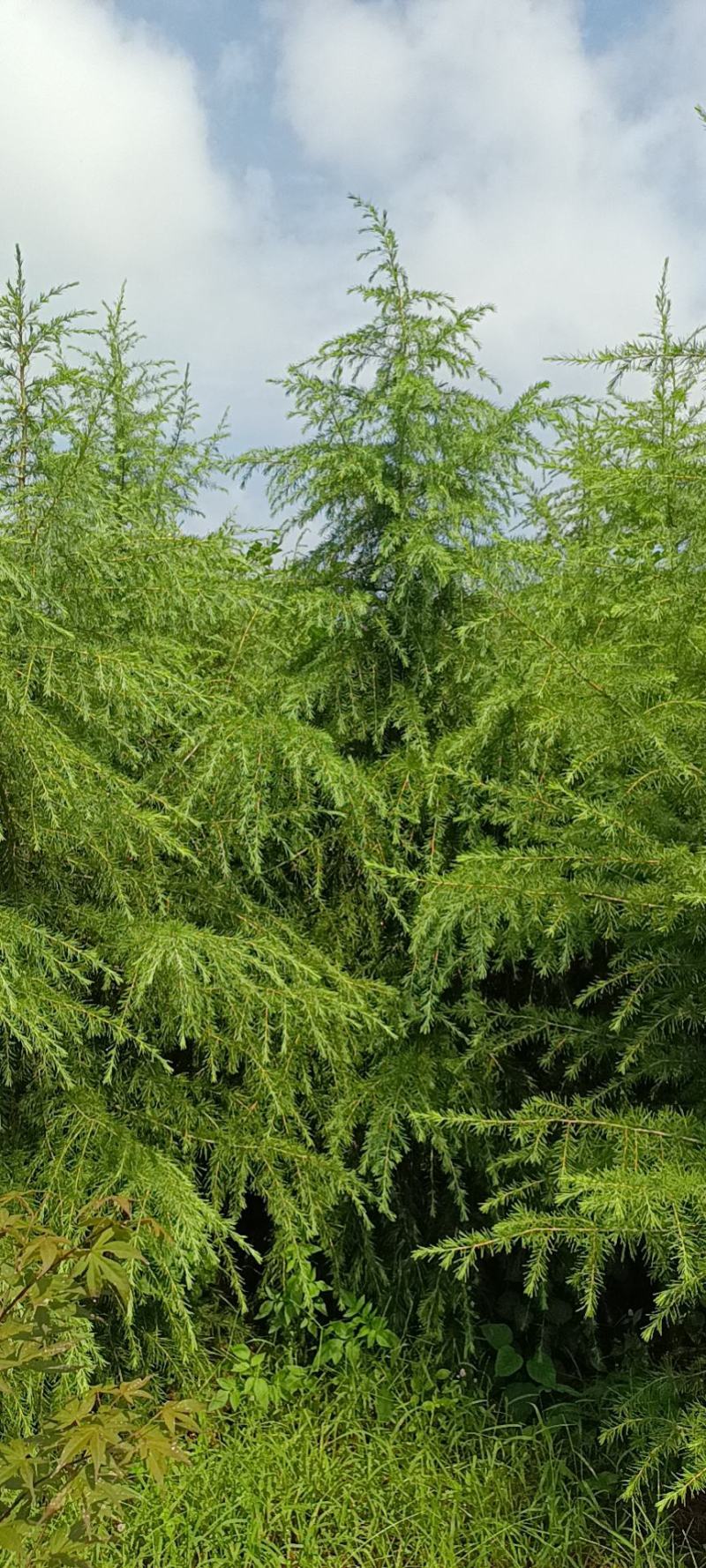 绿化工程苗木