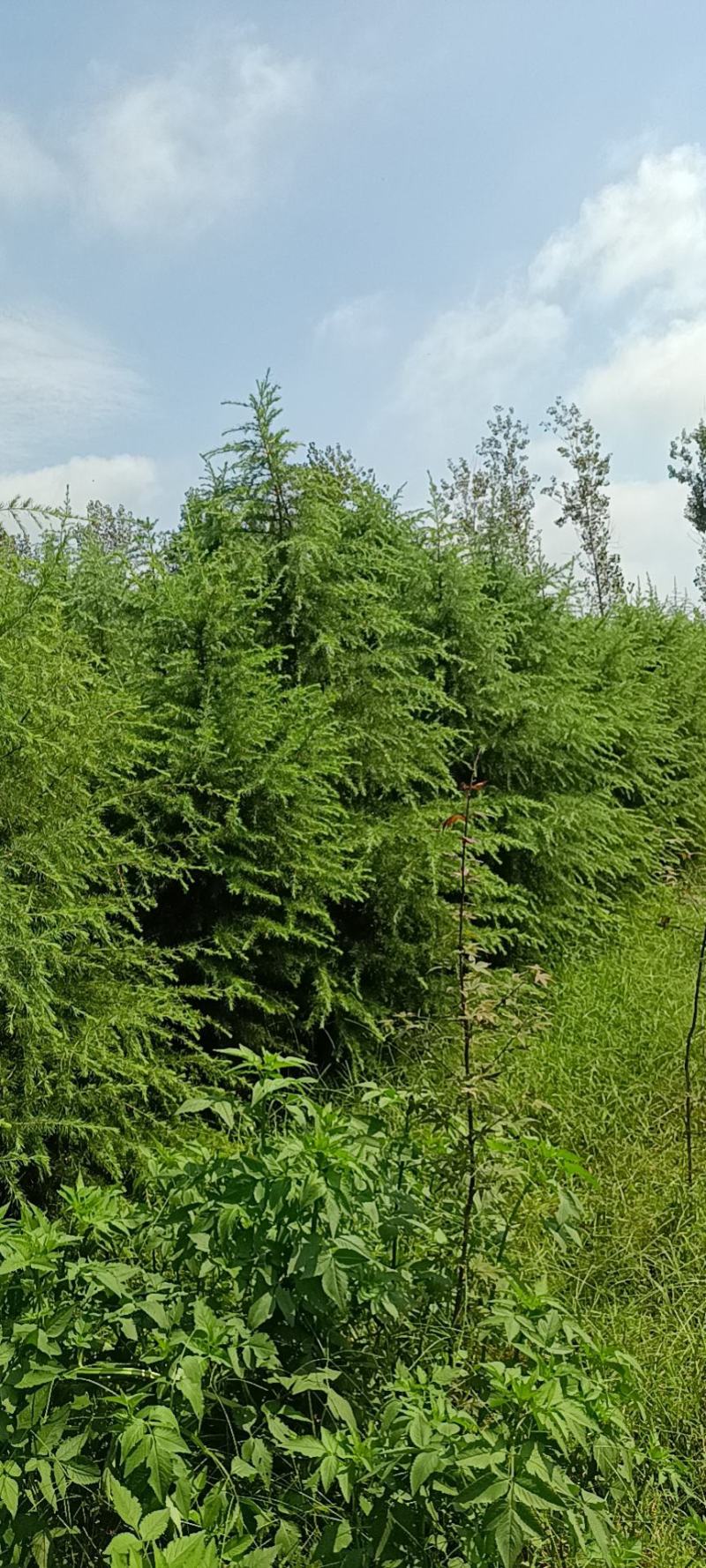 绿化工程苗木