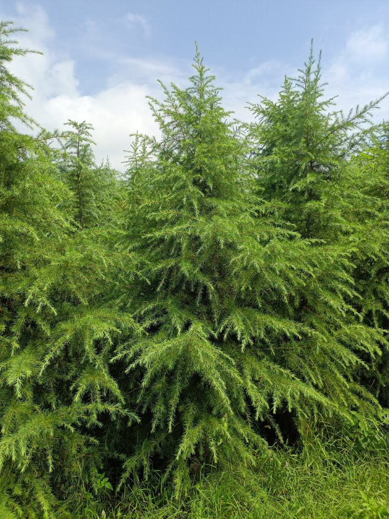 绿化工程苗木