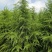 绿化工程苗木