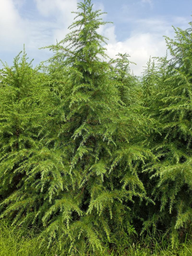 绿化工程苗木