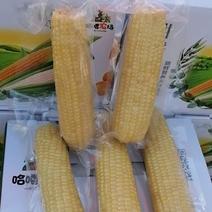 东北甜糯玉米新鲜上市真空包装零添加黄白玉米两个品种