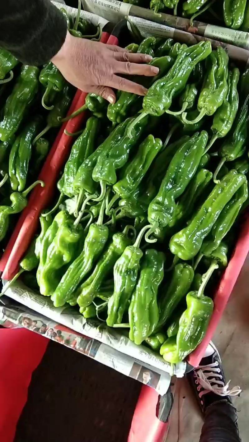 精品热卖【芜湖椒】薄皮椒，量大，代收代发全国各地