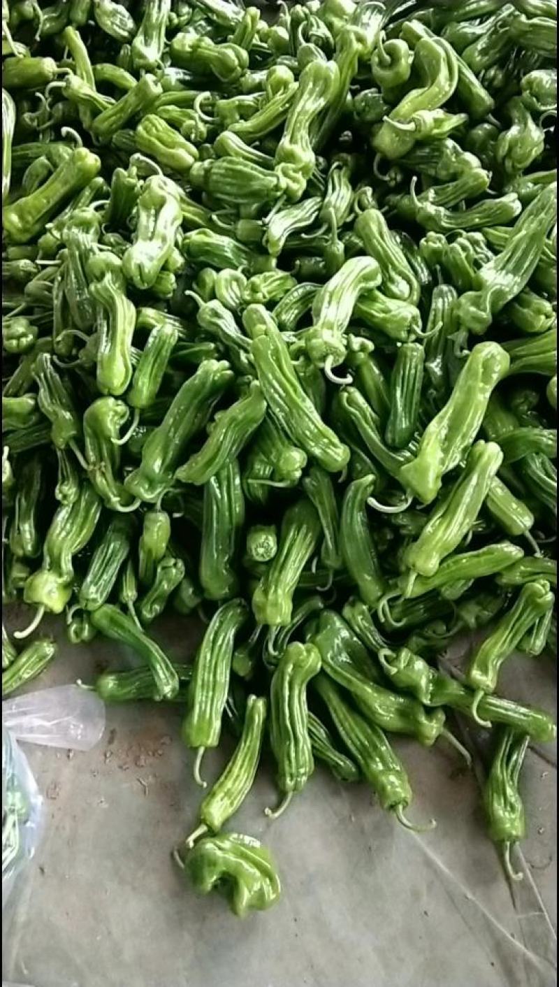精品热卖【芜湖椒】薄皮椒，量大，代收代发全国各地