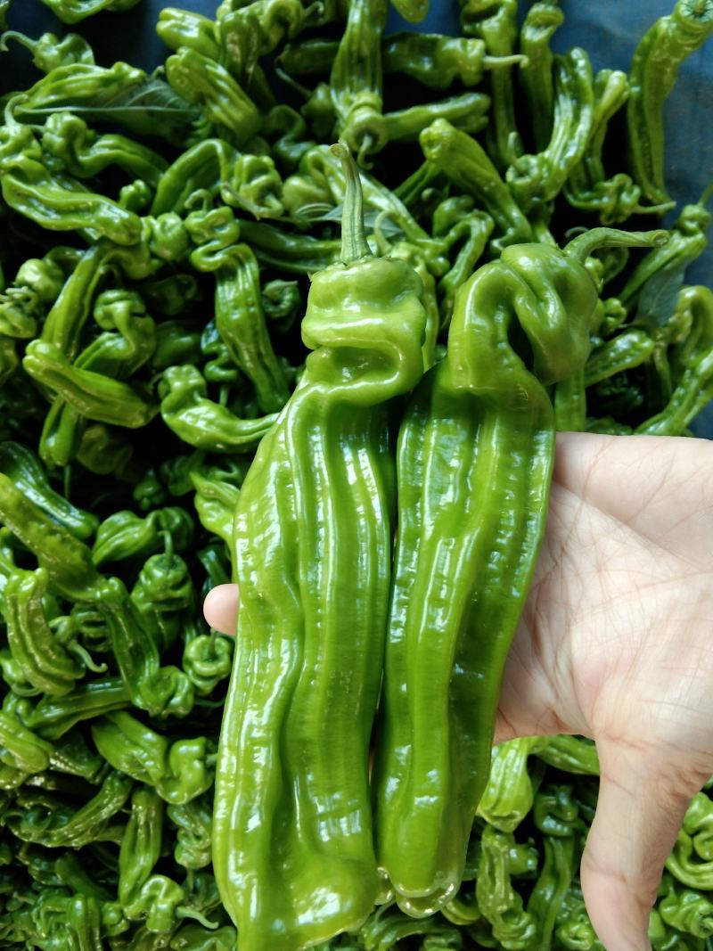 精品热卖【芜湖椒】薄皮椒，量大，代收代发全国各地