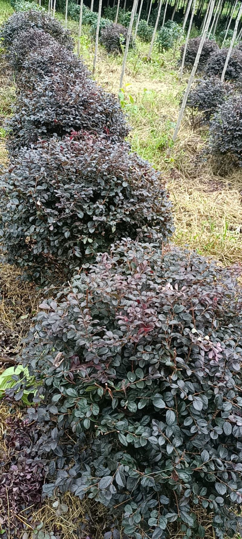 绿化球类