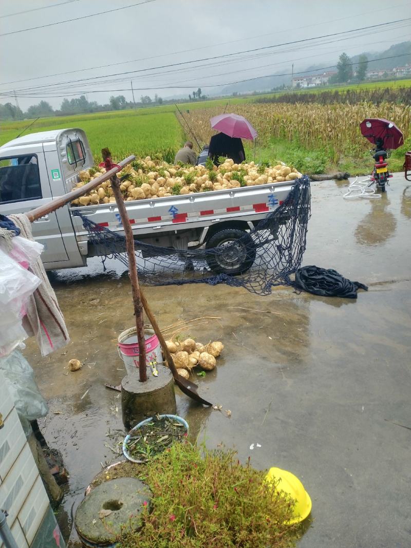 凉薯，又名地瓜，脆而甜