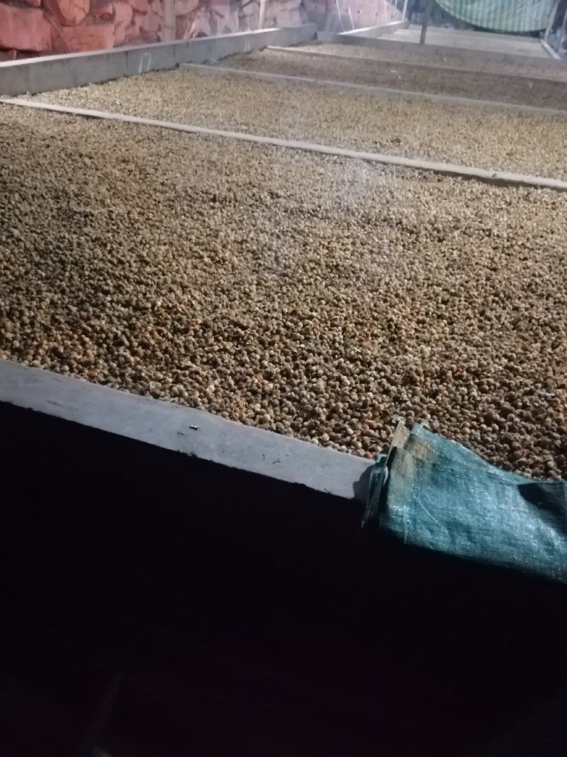 云南砂仁以上市1500吨