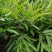 云南砂仁以上市1500吨