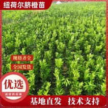 正宗纽荷尔脐橙苗保质保量基地直销免费指导种植技术