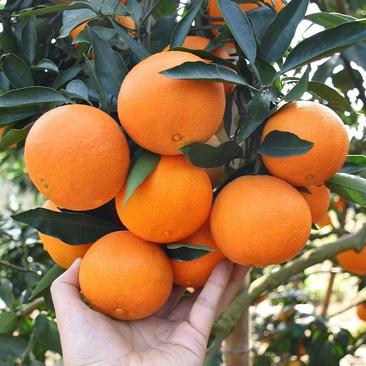 四川爱媛38号果冻橙，纯甜化渣，产地直发，实力代办！