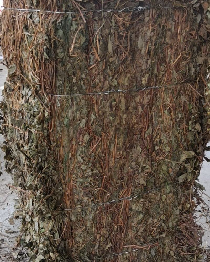 鱼腥草折耳根野生鱼腥草好货批发，整株，切断均可！