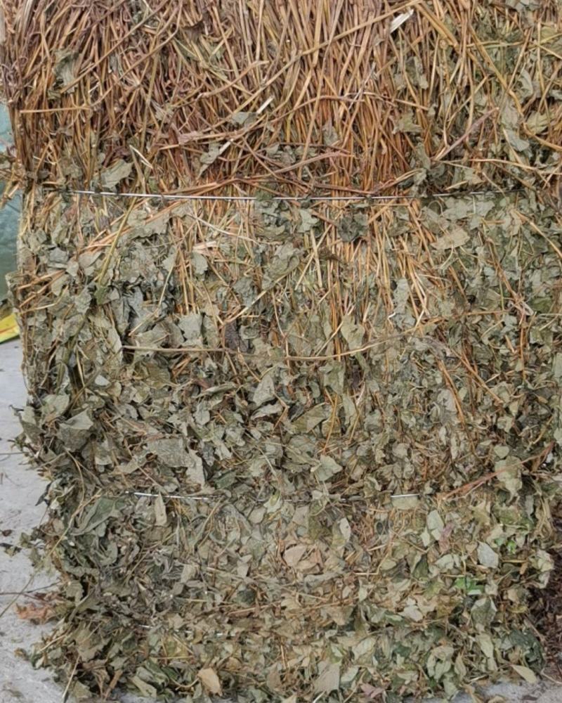 鱼腥草折耳根野生鱼腥草好货批发，整株，切断均可！