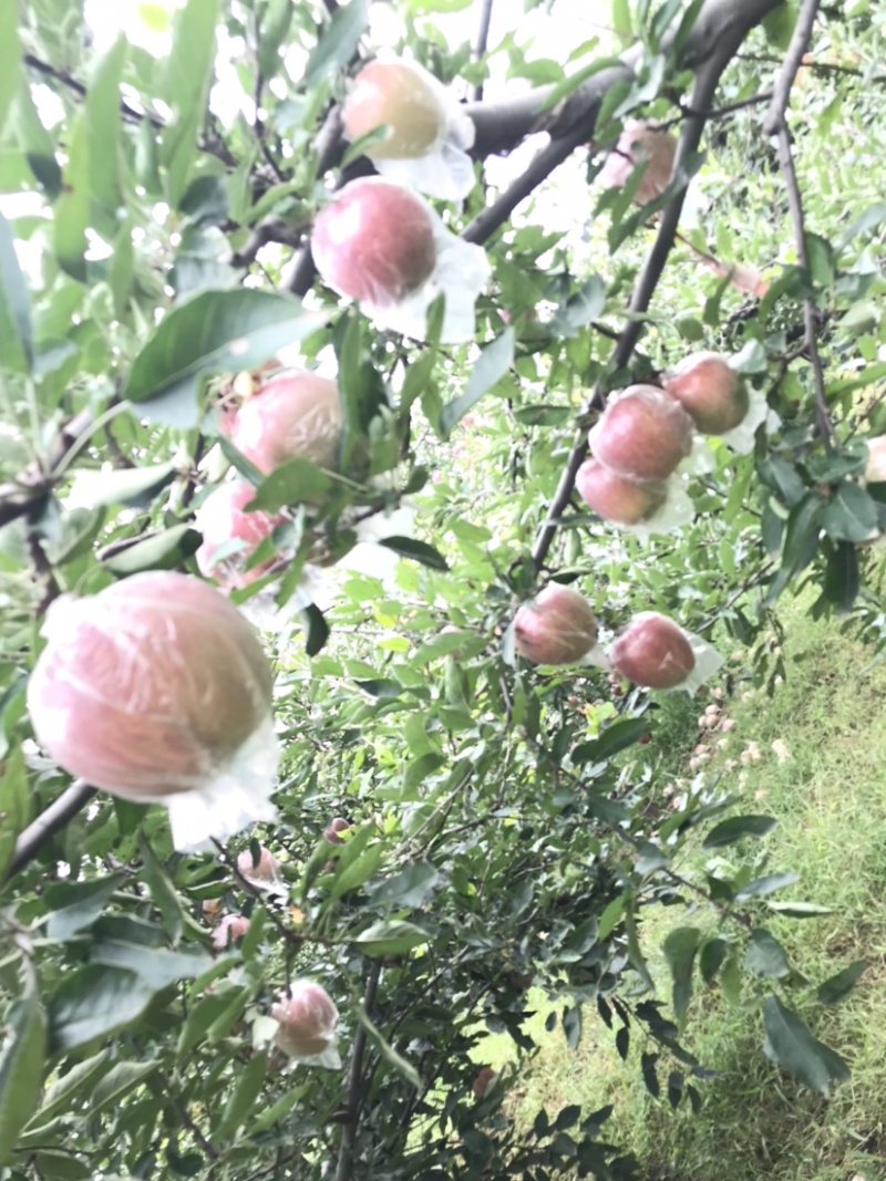 玫瑰红红星