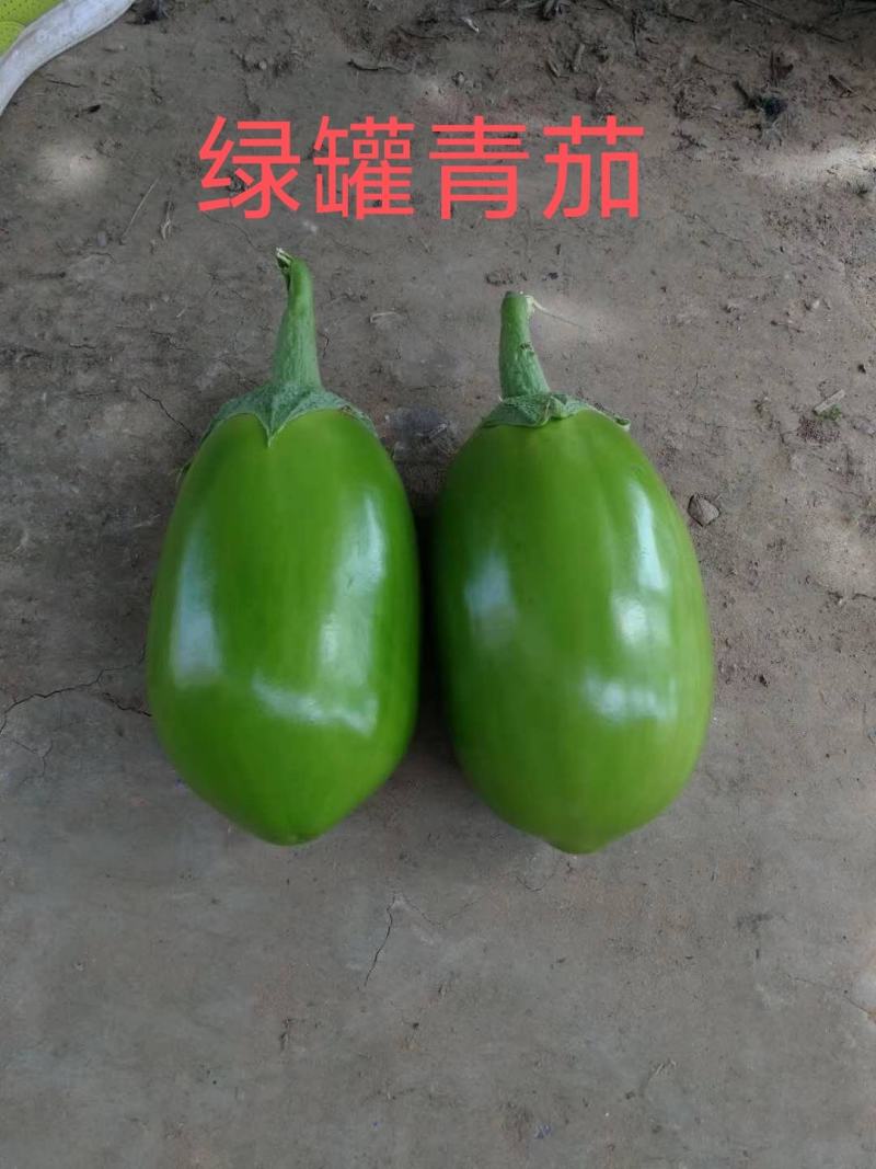 嫁接烧烤茄苗紫把绿把嫁接长茄苗青茄子苗