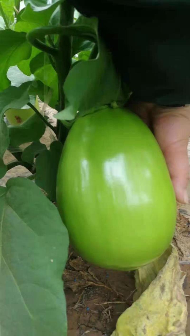嫁接烧烤茄苗紫把绿把嫁接长茄苗青茄子苗