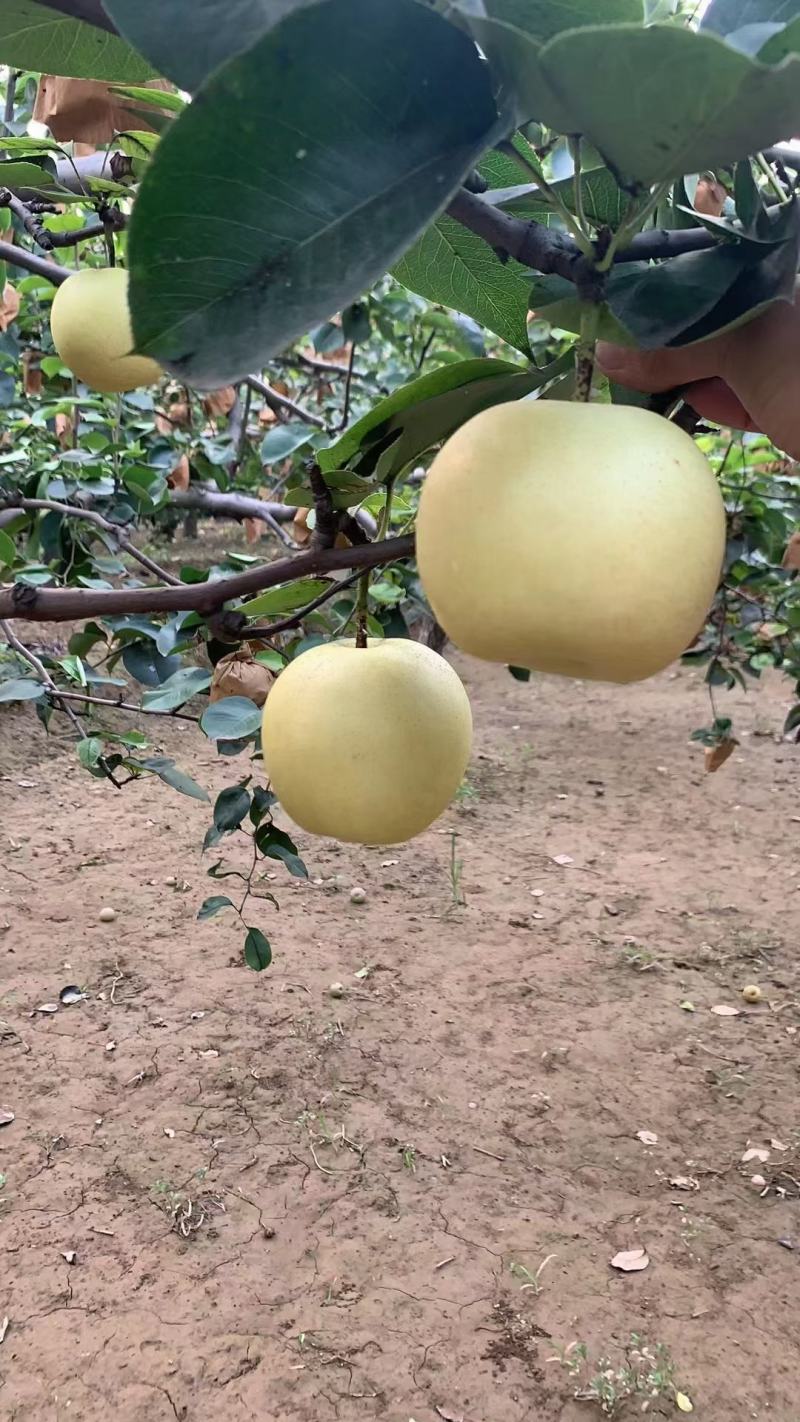 梨