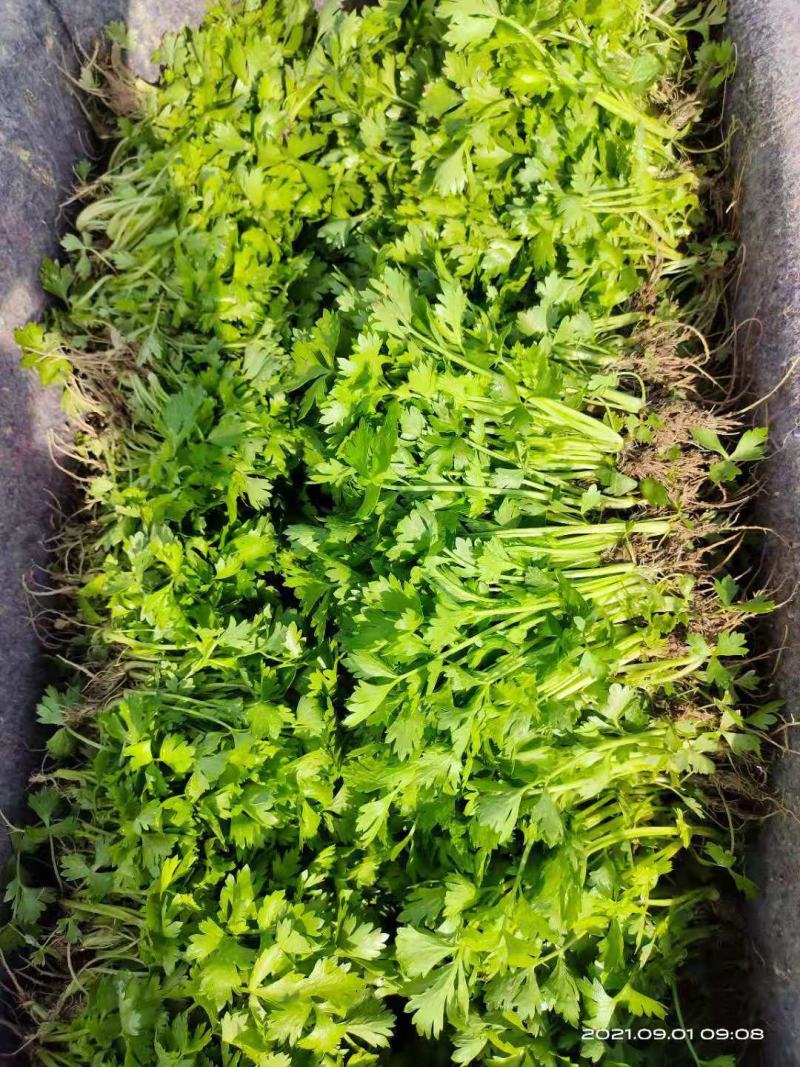 芹菜苗商河大棚芹菜苗温室的大量有货