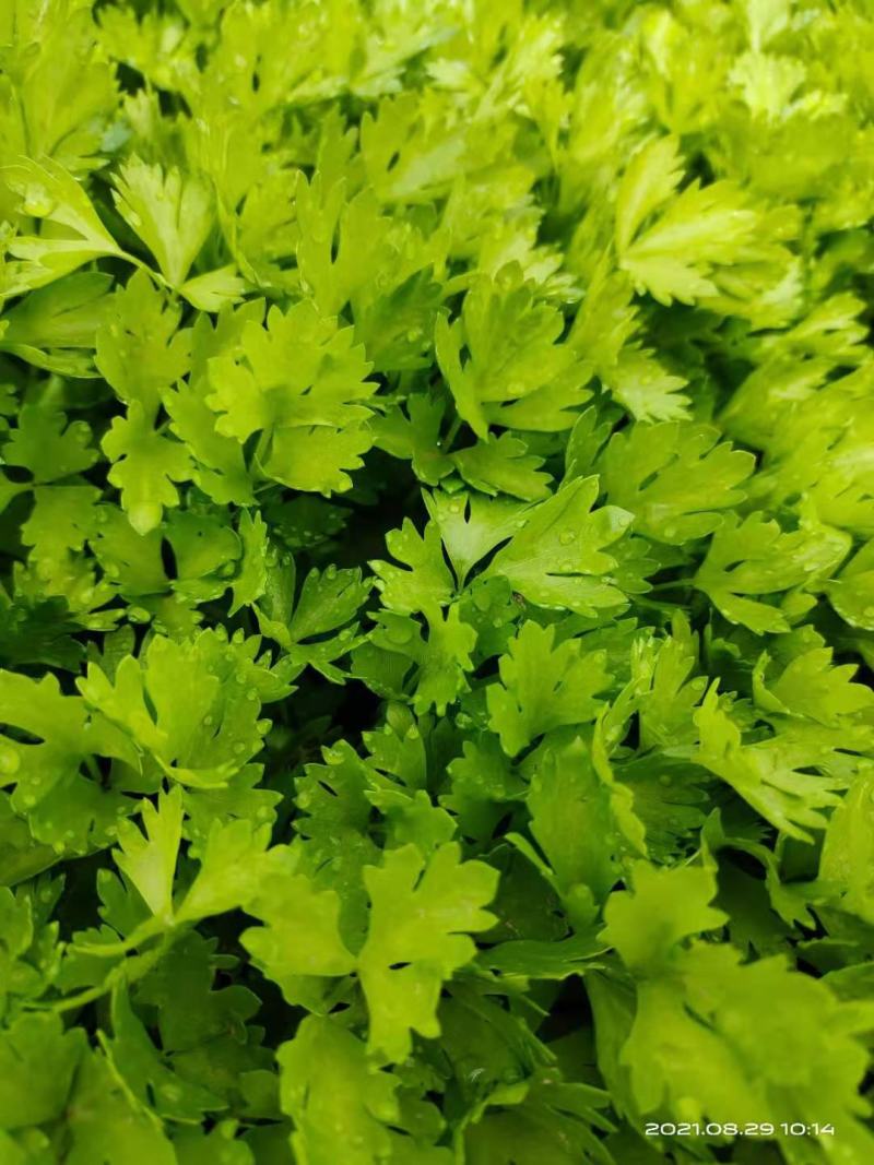 芹菜苗商河大棚芹菜苗温室的大量有货