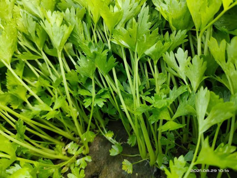 芹菜苗商河大棚芹菜苗温室的大量有货