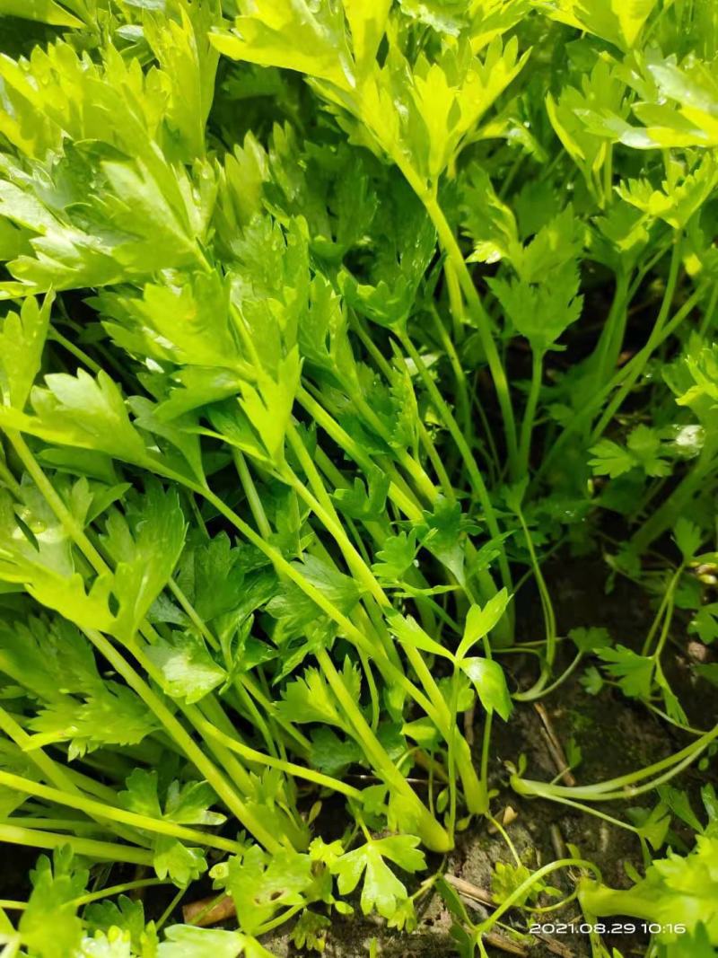 芹菜苗商河大棚芹菜苗温室的大量有货