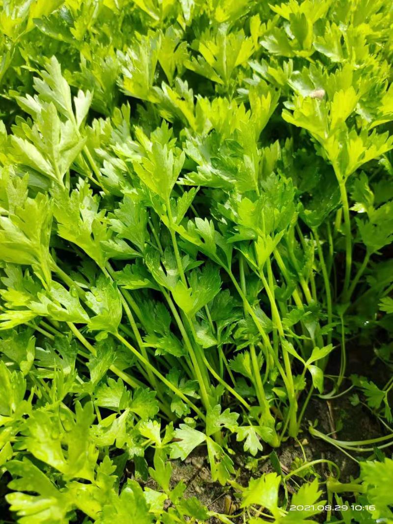 芹菜苗商河大棚芹菜苗温室的大量有货