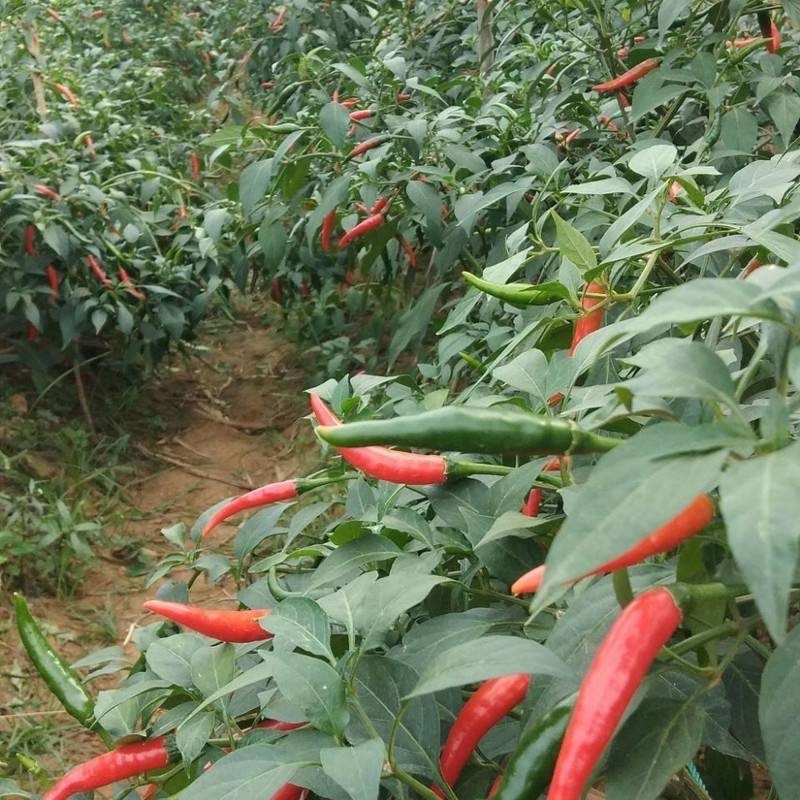 小米辣朝天椒
