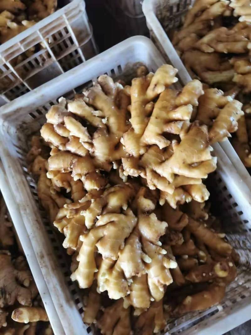 山东产地优质大黄姜，供市场，点商，食堂，支持全国发货。