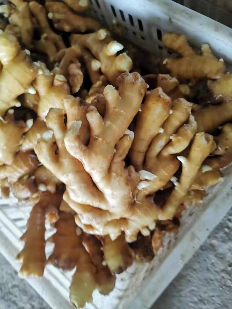 山东产地优质大黄姜，供市场，点商，食堂，支持全国发货。