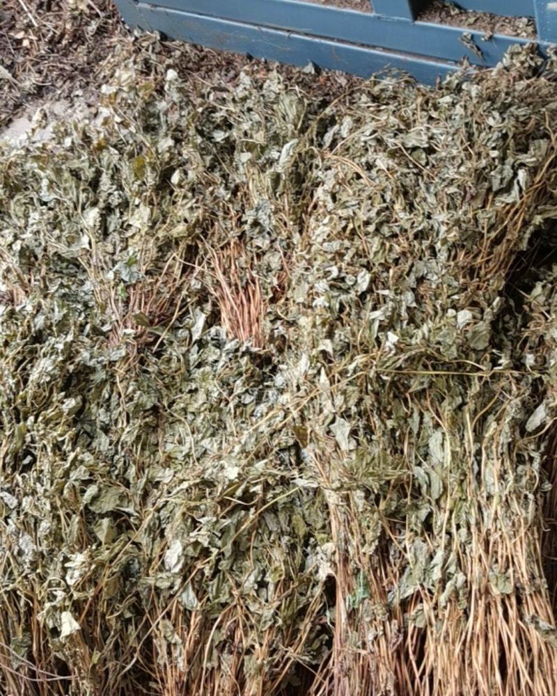 鱼腥草折耳根野生鱼腥草好货批发，整株，切断均可！