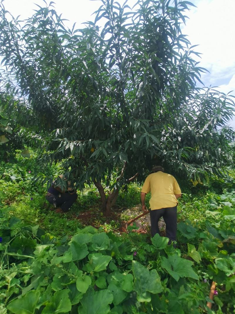 精品桃树各种规格（地径12-30公分）苗圃直供