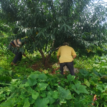 精品桃树各种规格（地径12-30公分）苗圃直供