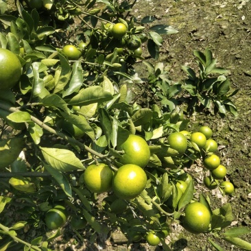 湖南特早熟蜜桔